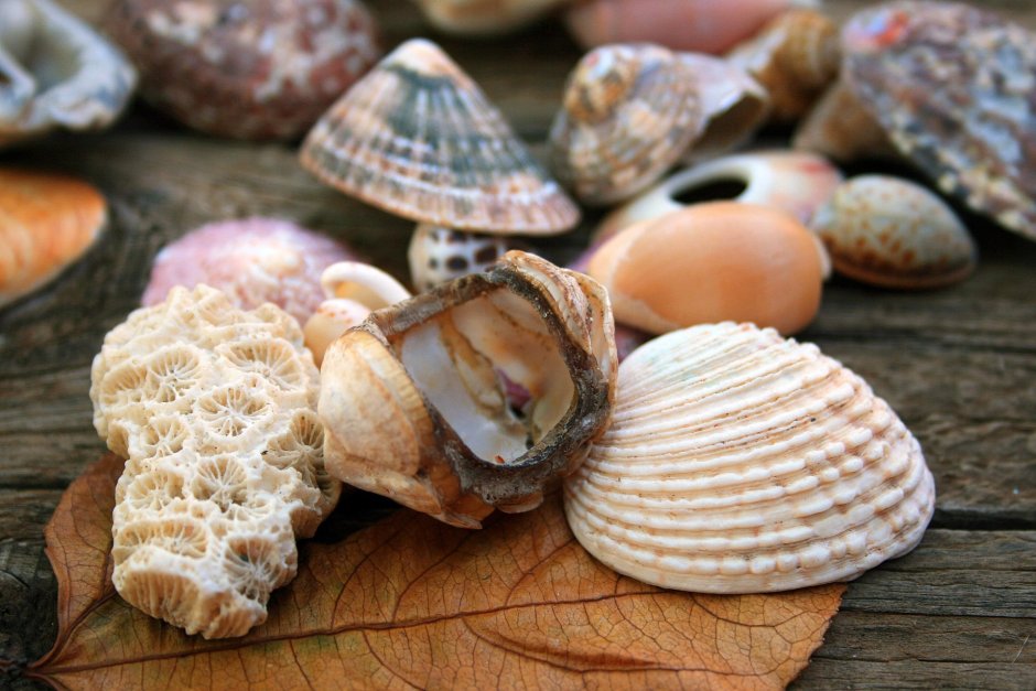 Морская раковина