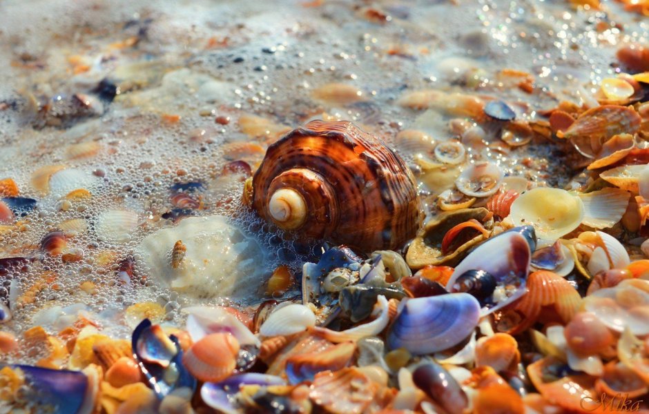 Раковины моллюсков черного моря