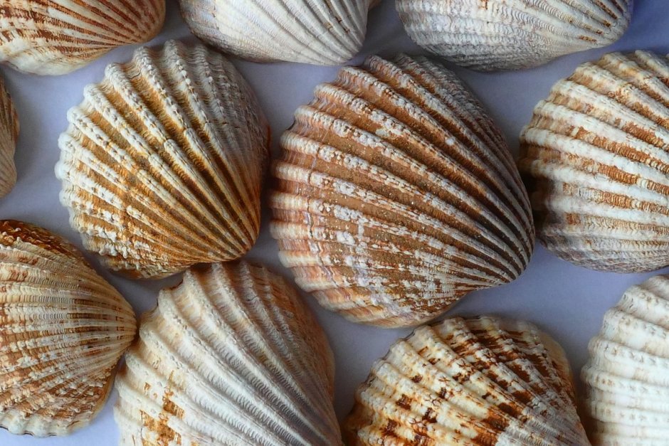 Ракушки морские