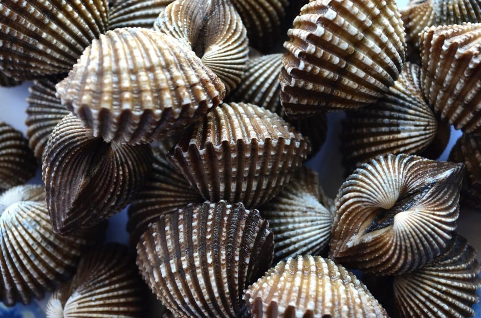 Cockles моллюск