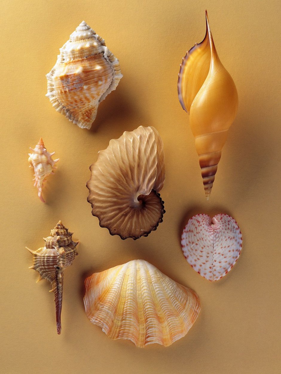 Моллюски в морских раковинных