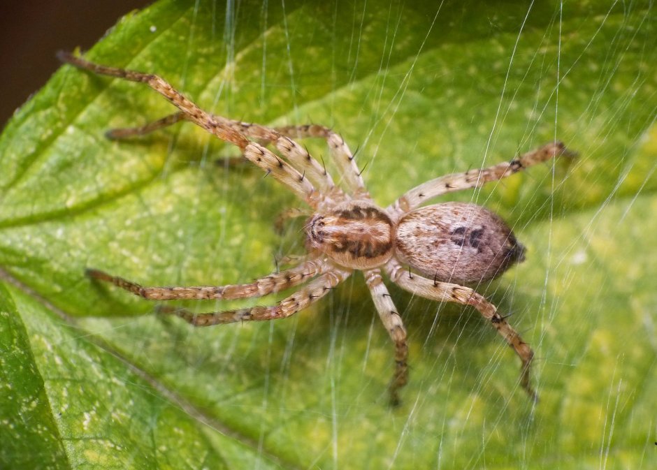 Паук семейства Anyphaenidae
