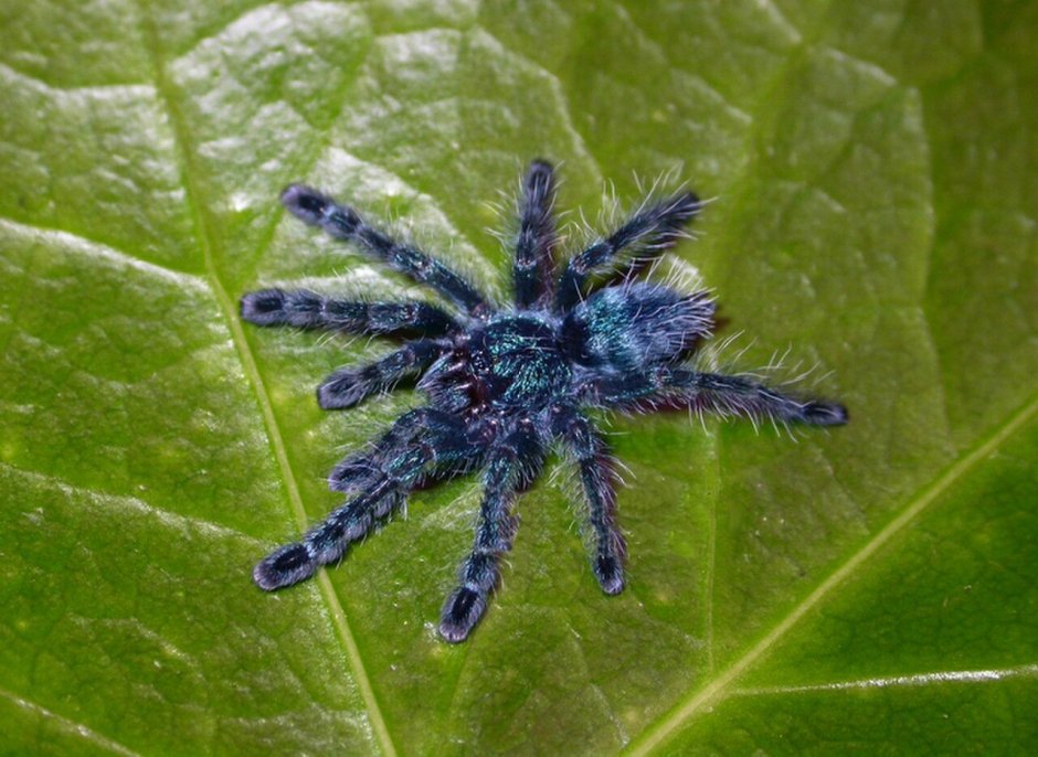 Avicularia versicolor