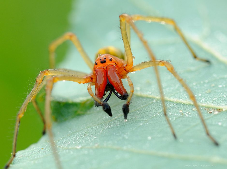Сумчатый паук Cheiracanthium punctorium