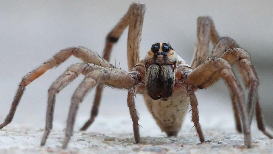 Паук Anapistula Ataecina