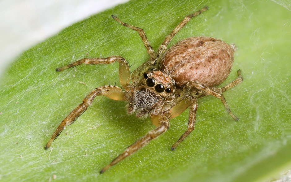 Паук Cheiracanthium punctorium