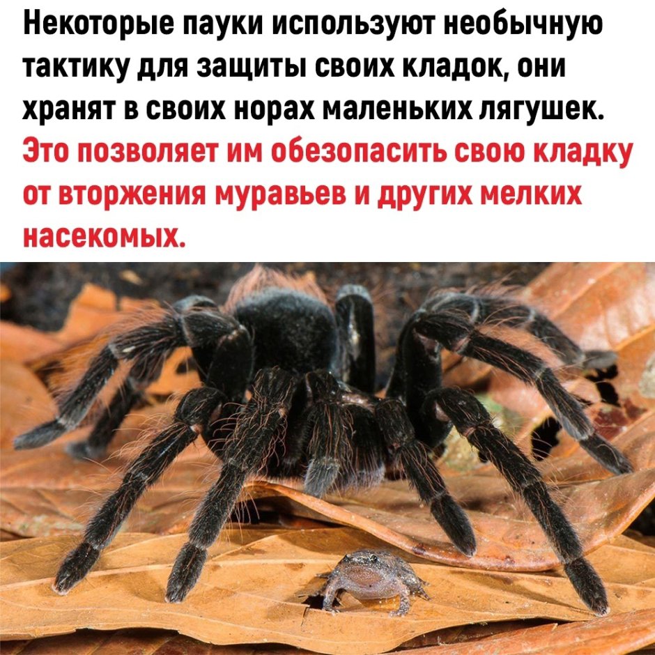Тарантул и лягушка