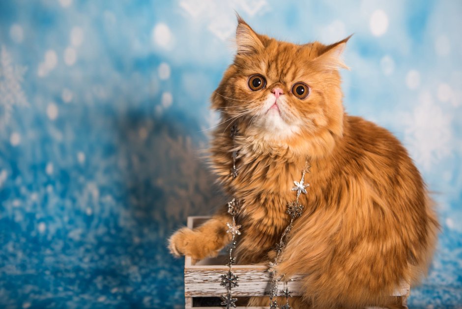 Длинношёрстная Персидская кошка рыжий