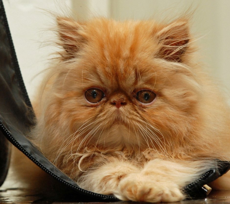Рыжий персидский кот