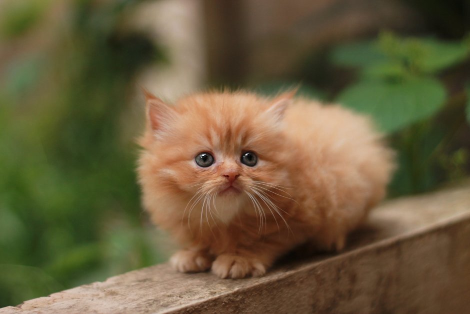 Кошки маленькие красивые породистые