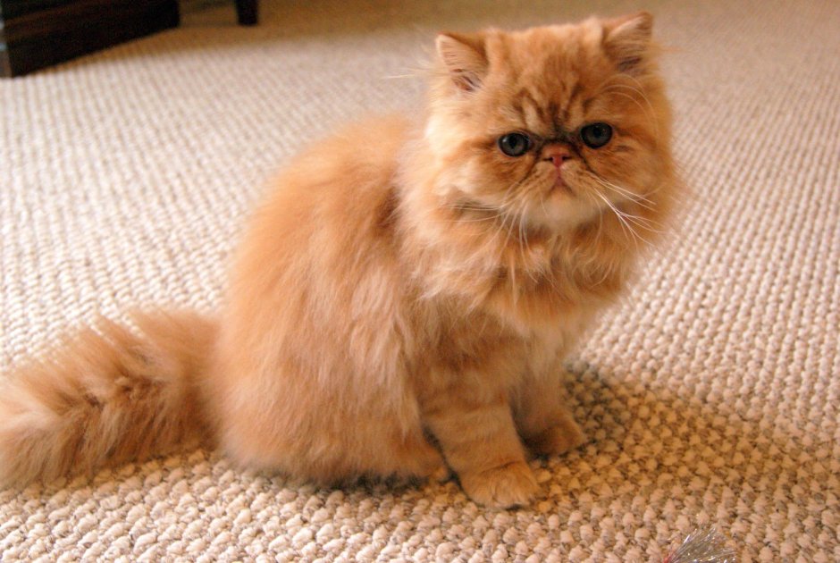 Персиковый персидский кот