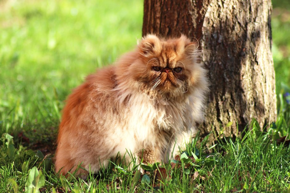 Персидский котик рыжий