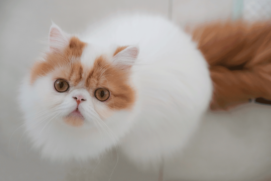 Котик в очках умный