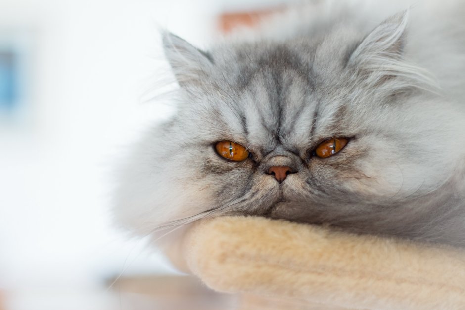 Персидский кот