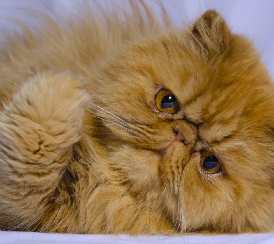 Персидский кот