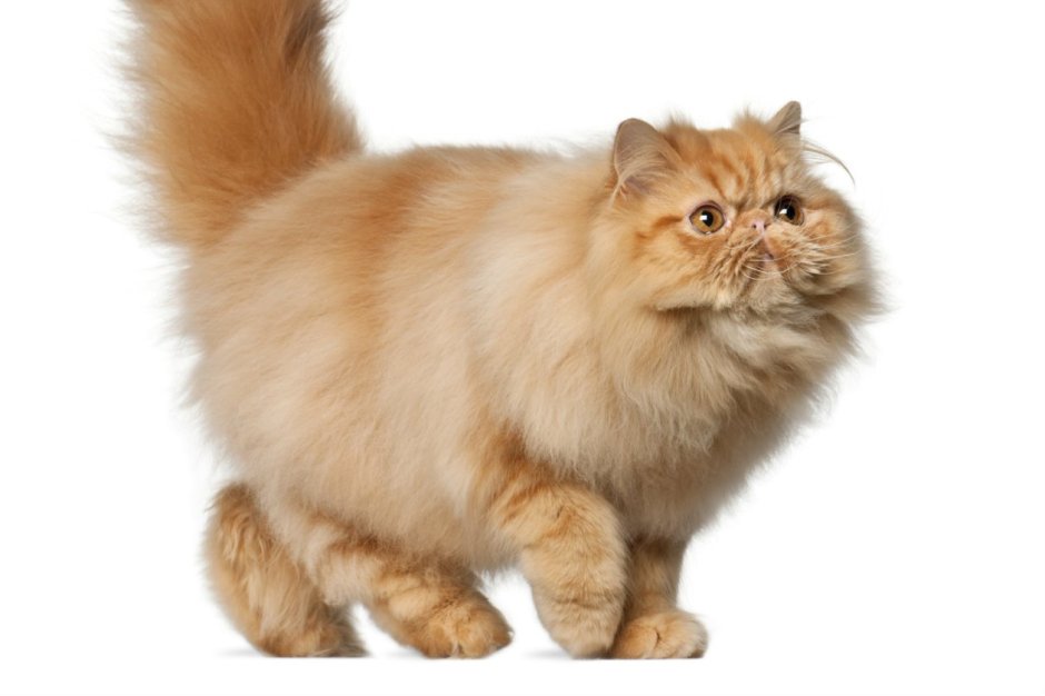 Рыжий персидский кот на белом фоне