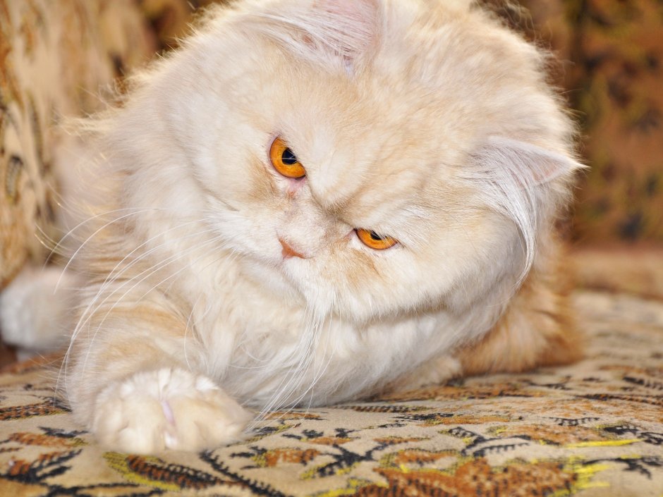 Персидская вислоухая кошка