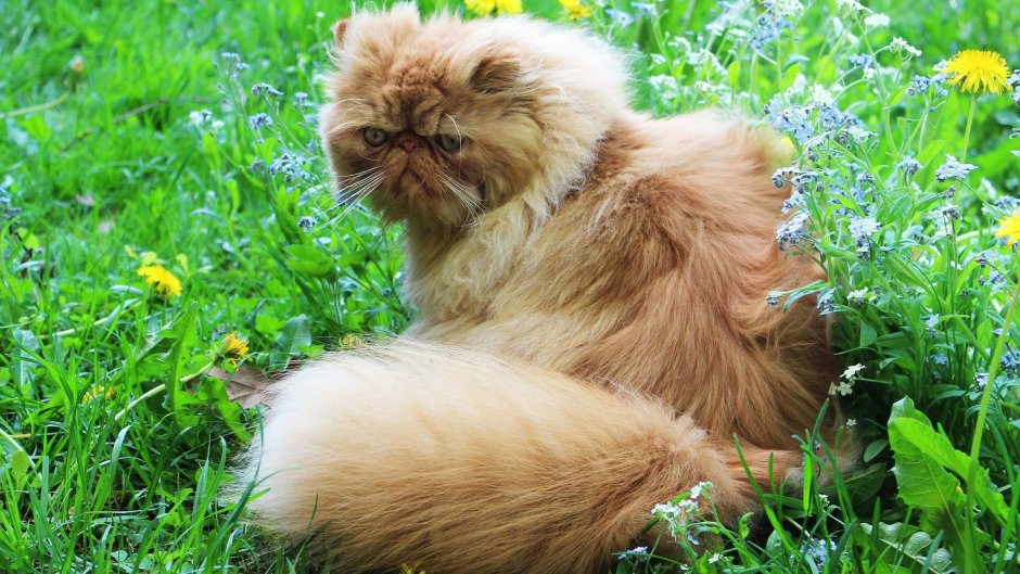Персидская кошка
