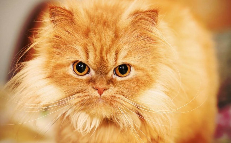 Рыжий персидский котенок
