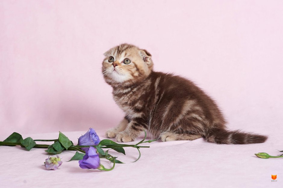 Шотландская вислоухая кошка