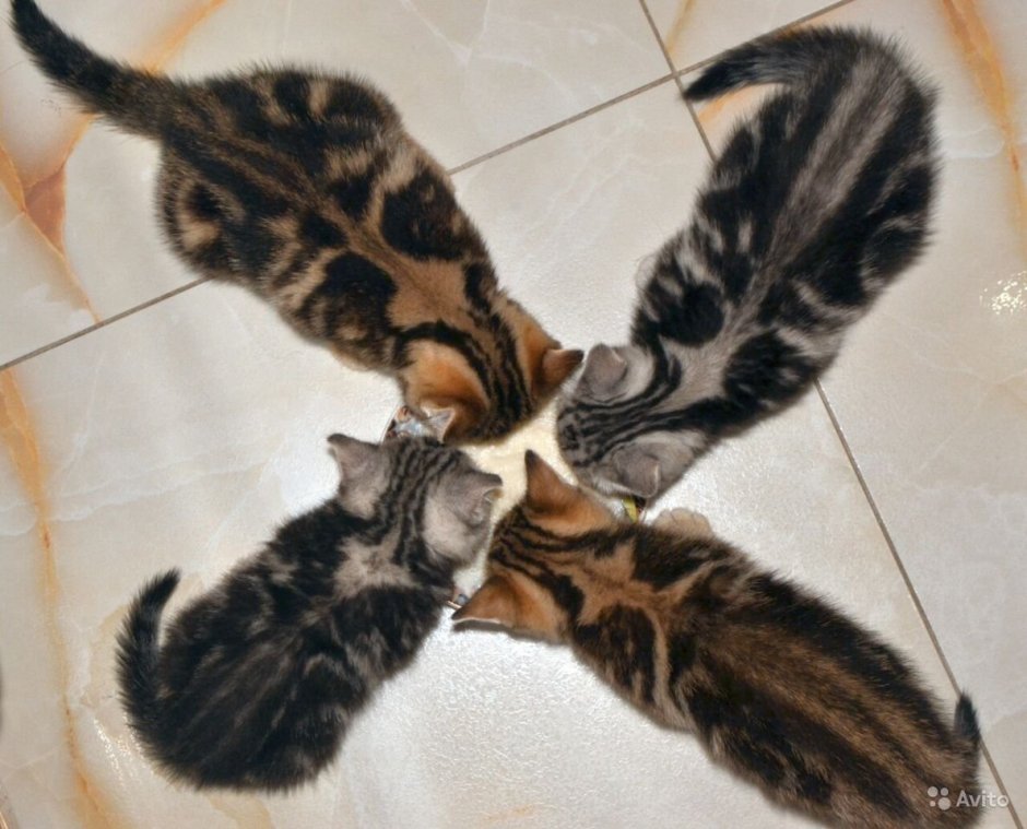 Мрамор на золоте шотландец