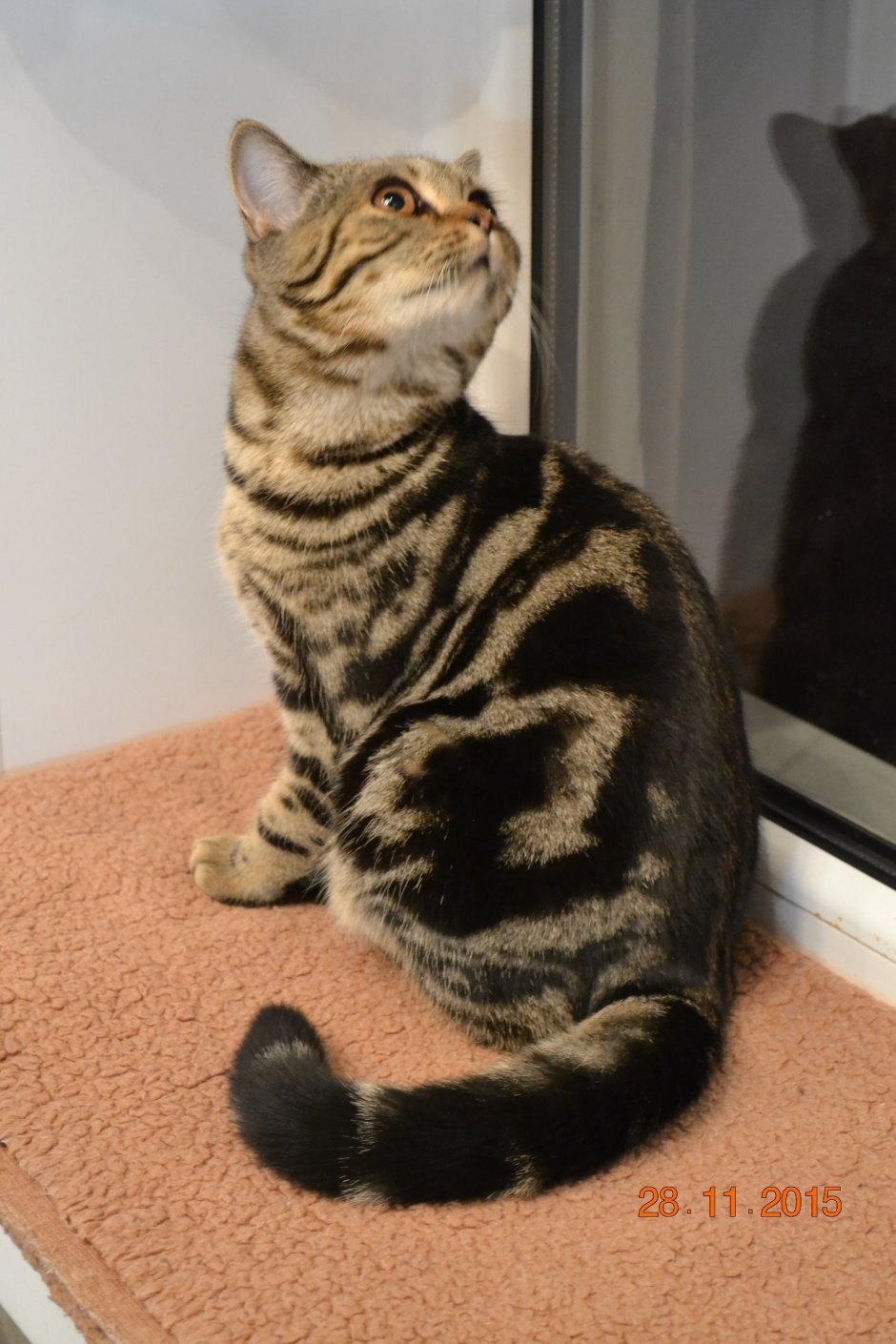 Шотландец мраморный табби золотой