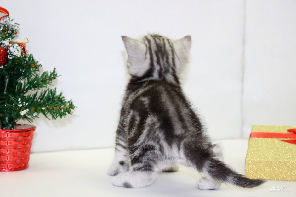 Сибирский скоттиш фолд