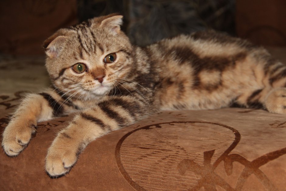 Шотландская вислоухая кошка мраморный табби
