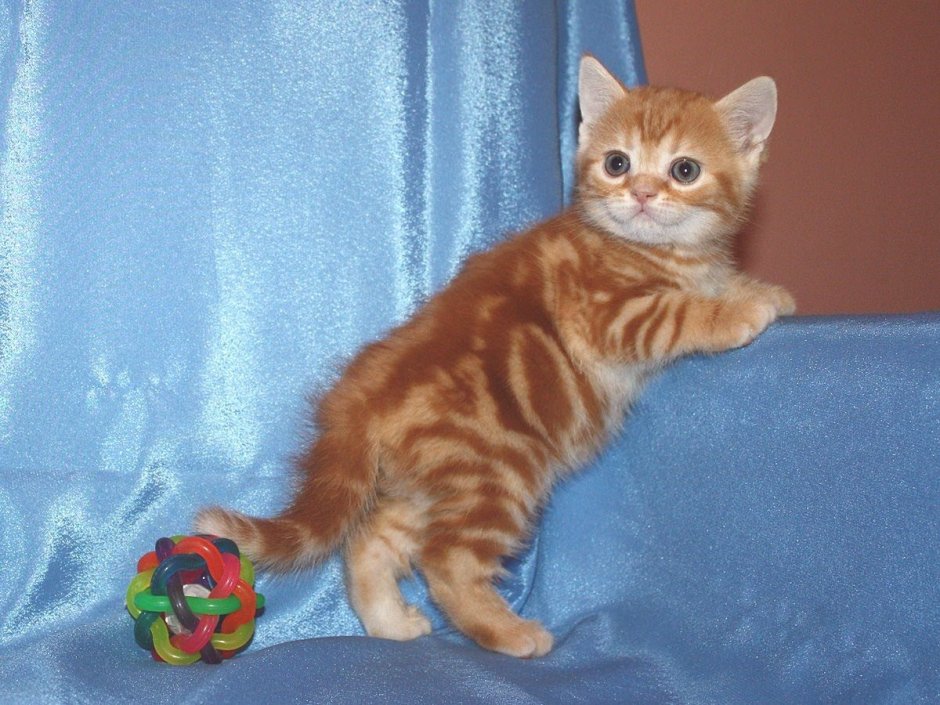 Шотландский скоттиш страйт красный мрамор