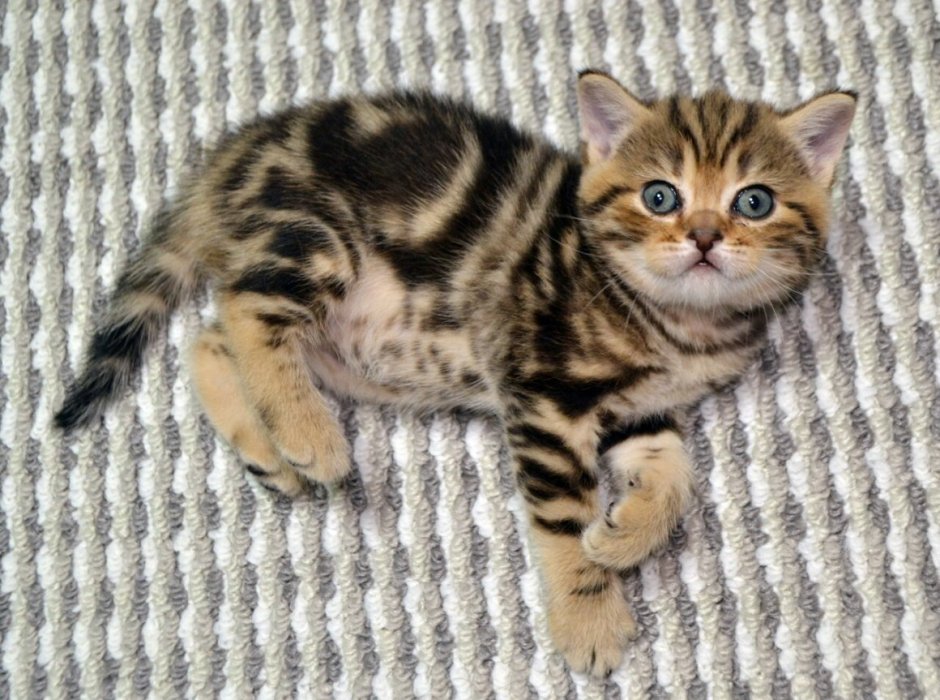 Шотландский страйт мраморный котенок