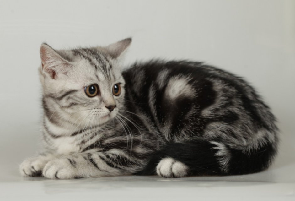 Шотландский скоттиш страйт мрамор