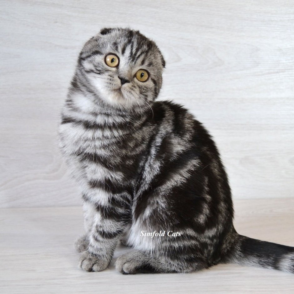 Шотландская вислоухая кошка мраморная