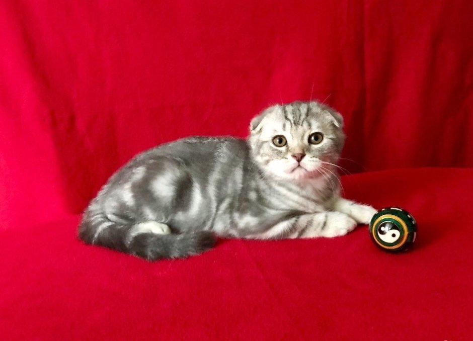 Самец шотландский вислоухий