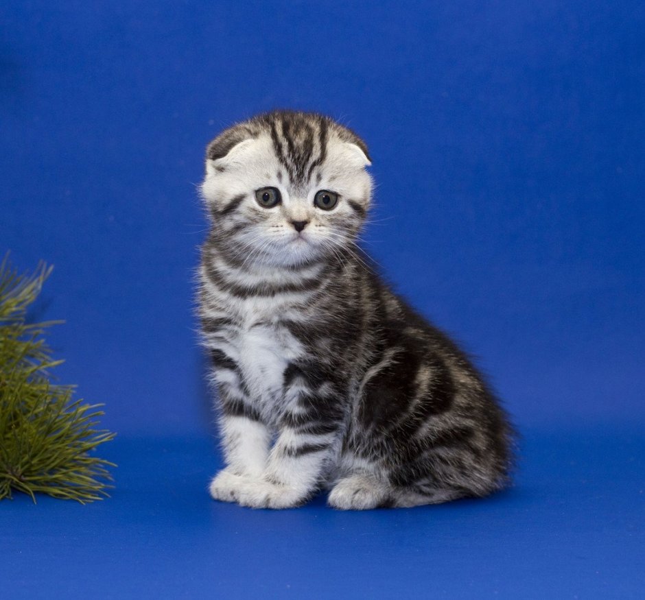 Скоттиш фолд мраморный