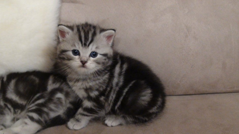 Котята Шотландские прямоухие серые вискас