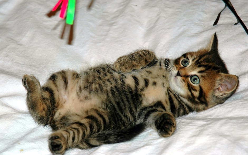 Барсики полосатые