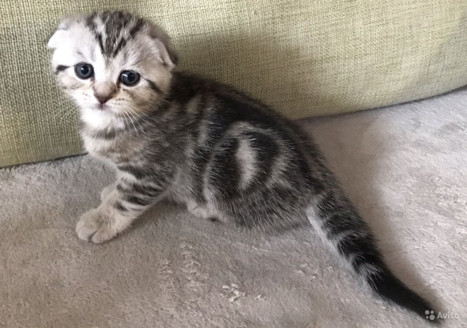 Шотландская вислоухая мраморная