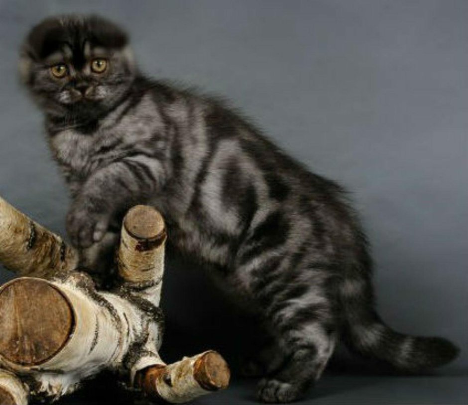 Шотландская вислоухая кошка черный мрамор