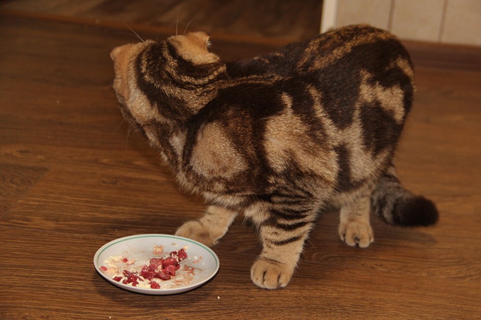 Кот с яйцами мрамор