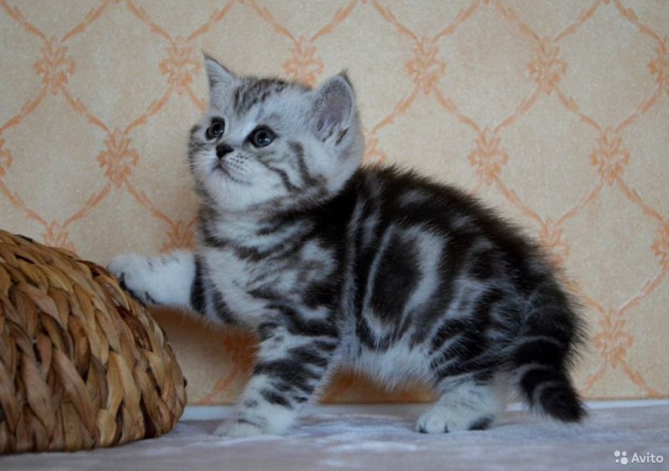Мраморные котята шотландцы