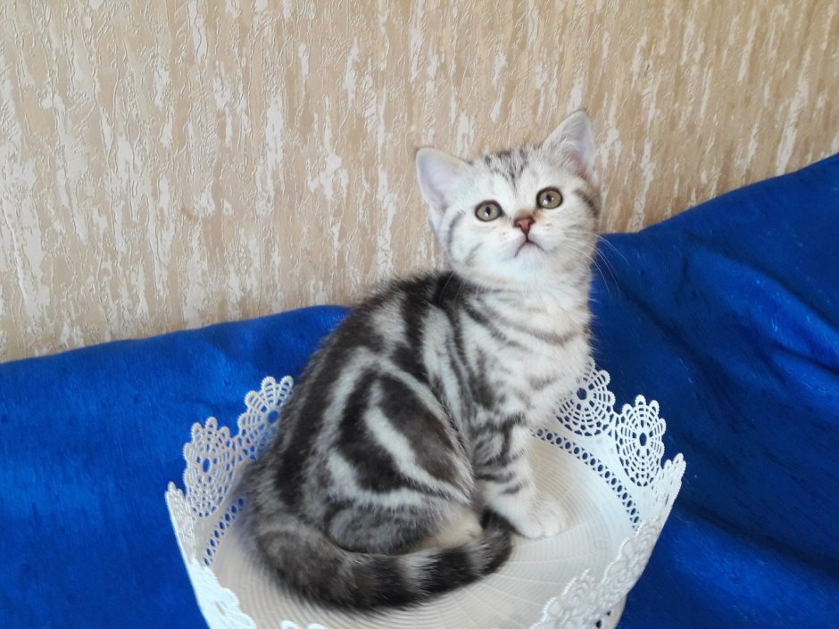 Шотландская прямоухая кошка мрамор