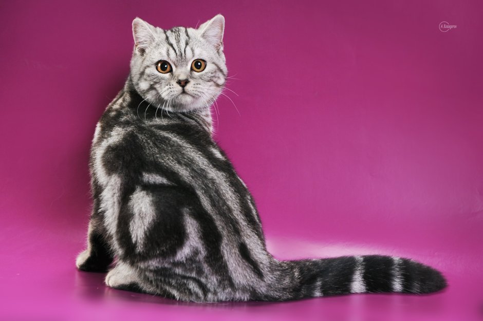 Шотландская кошка прямоухая