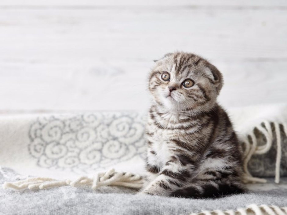 Адаптация котенка в новом доме