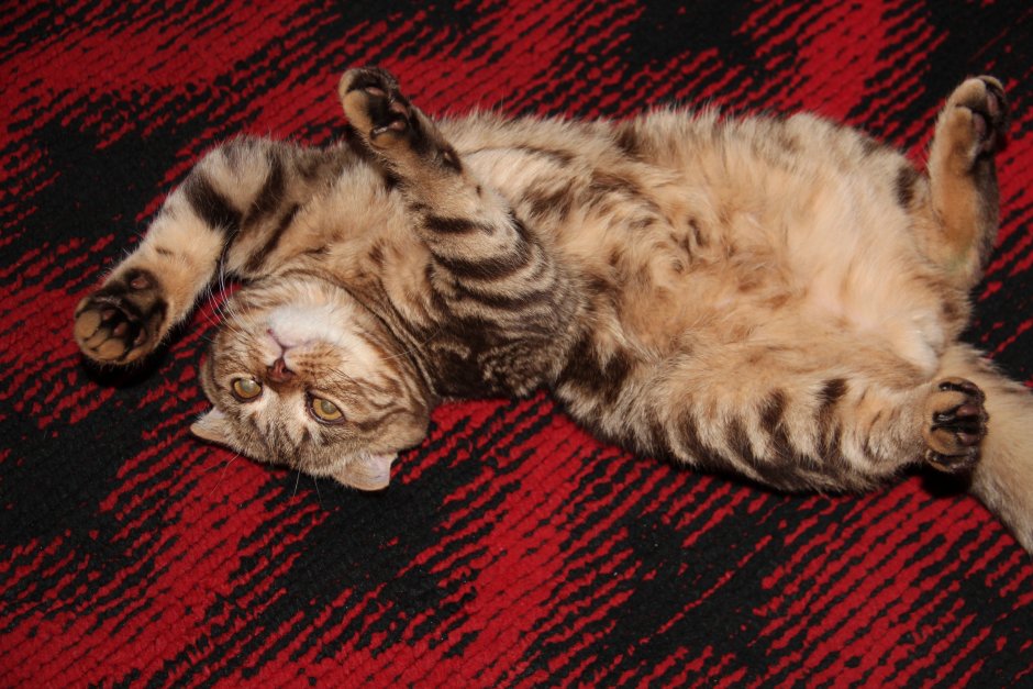 У шотландцев пузико