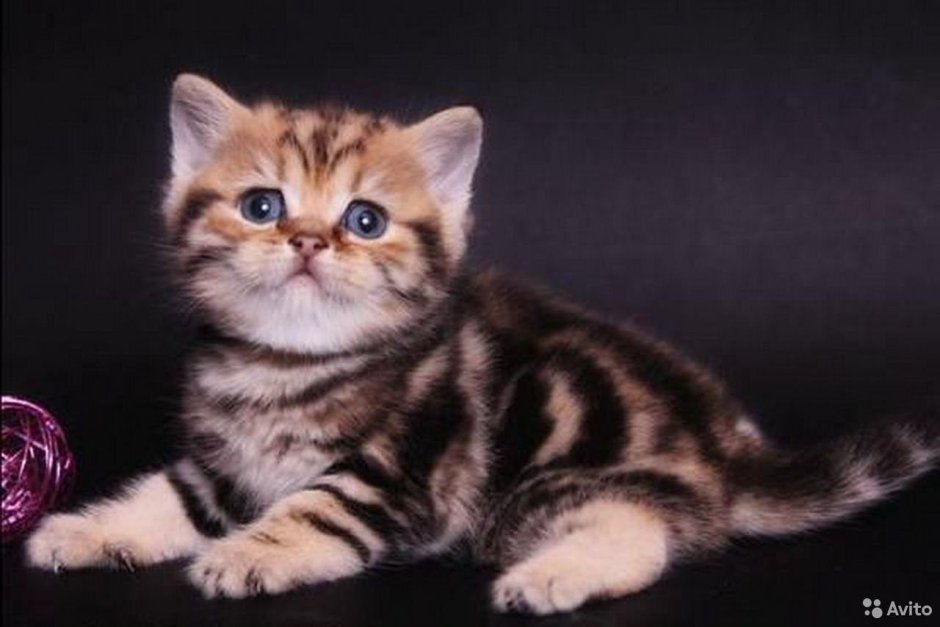 Шотландская скоттиш страйт мраморная Золотая