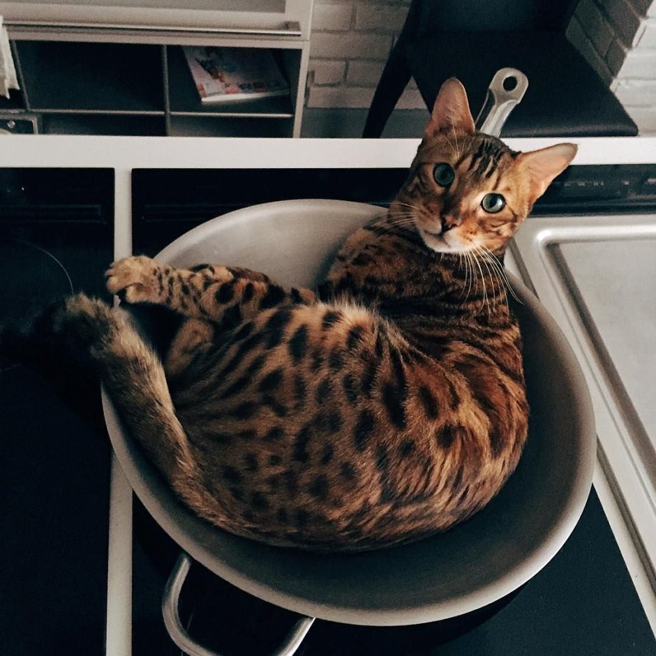 Саша Маркина с котом