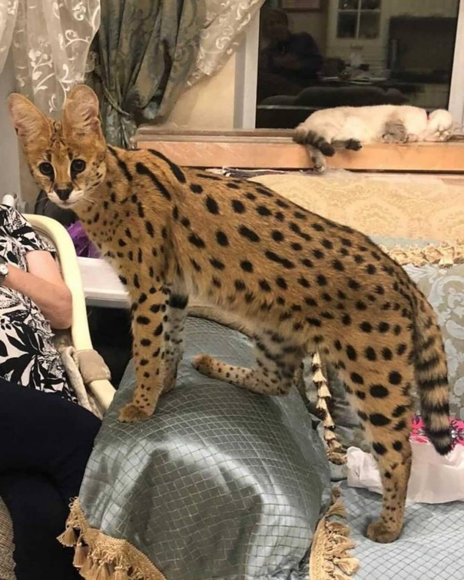 Самые дорогие кошки за 1000000