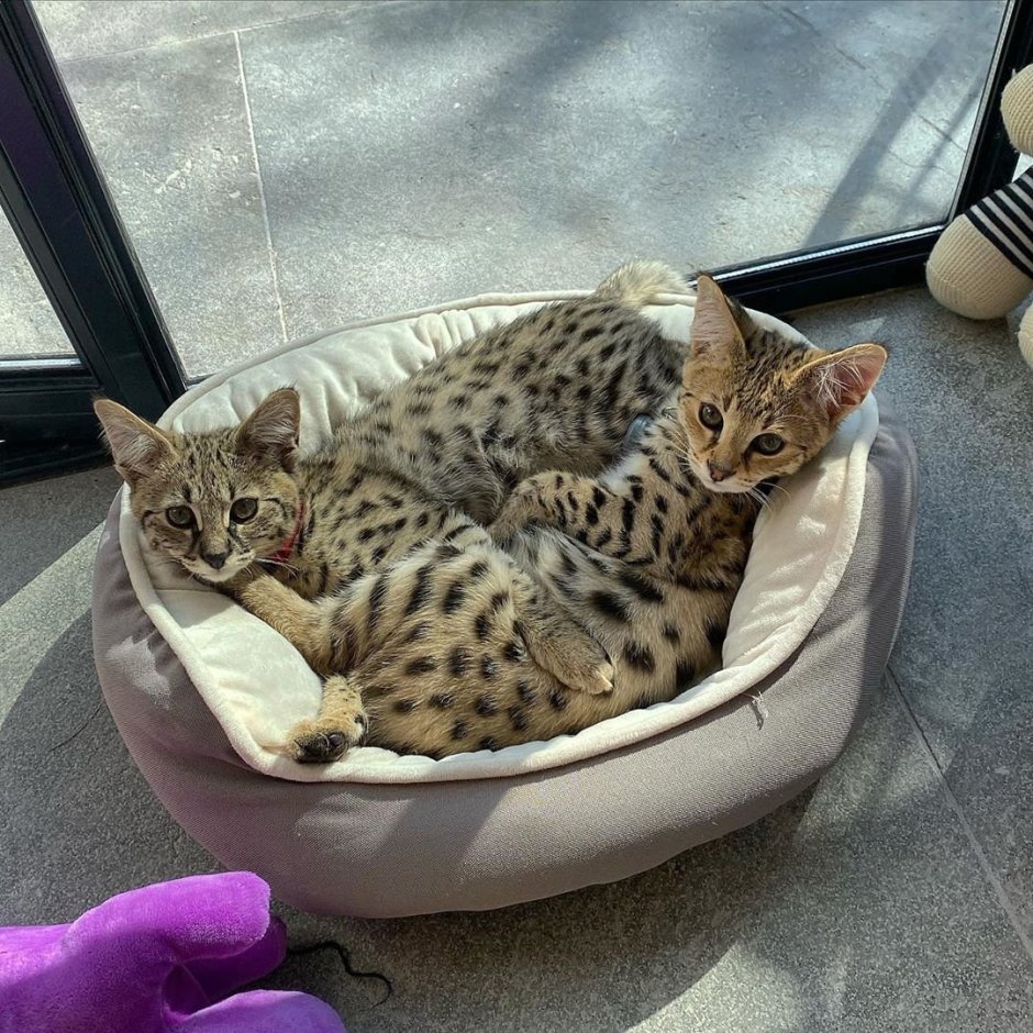 Кот Джастина Бибера