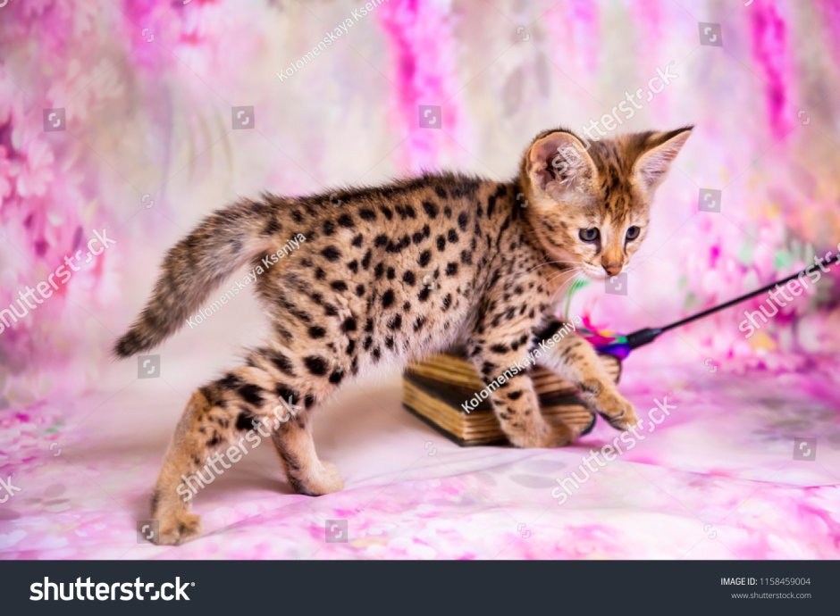 Саванна кошка котенок