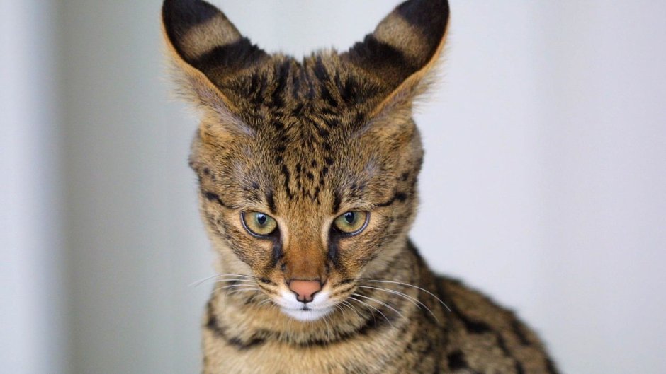 Кошка Ашера